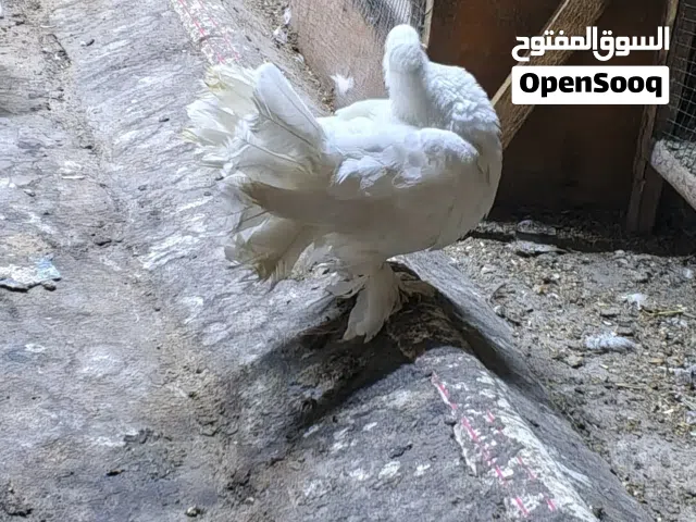 حمام عرايس عدد 3 للبيع