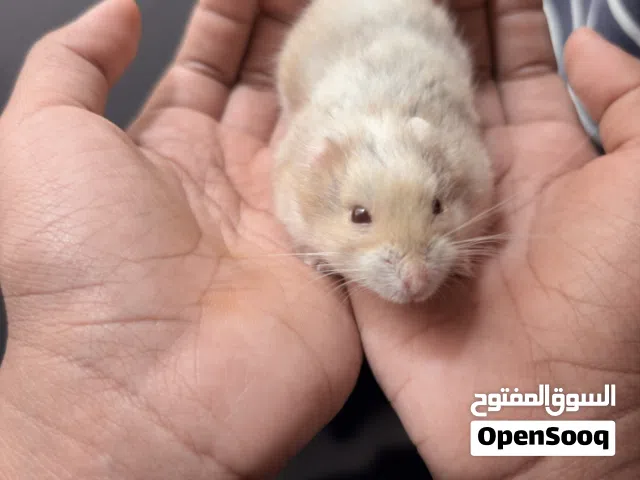 Dwarf Hamster + Full Cage Setup (Clean & Ready)
