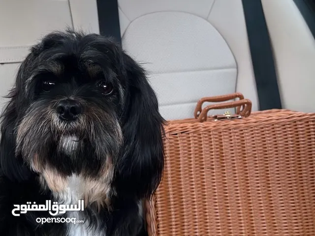 جرو شيتزو للبيع Dog for sale