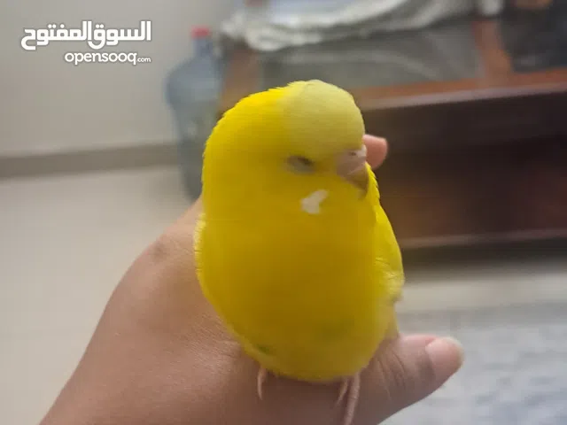 Bird begies parrot sale urgent