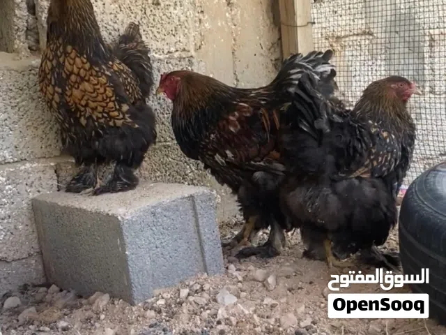 كوبيه دجاجتين وديك سبرايت نحاسي رسمه و حجم تبارك الله العمر 8 شهور يدحي