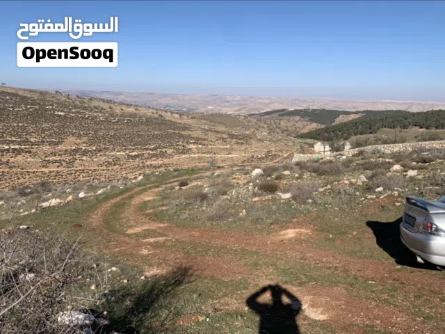 4 دونمات قوشان مستقل مرتفعات حد بيرين ام رمانه