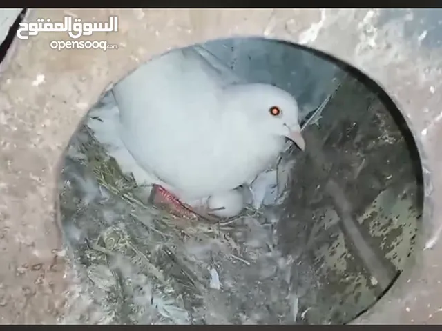 حمام لاحم فرنسي شغال  للبيع