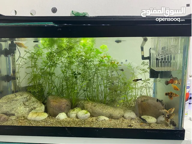 COMPLETE AQUARIUM SETUP