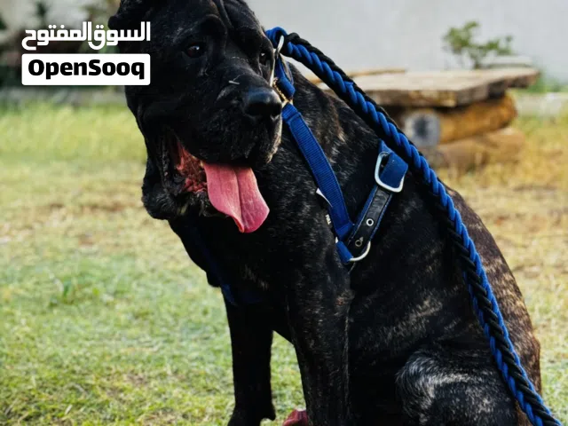 كيني كورس للبيع