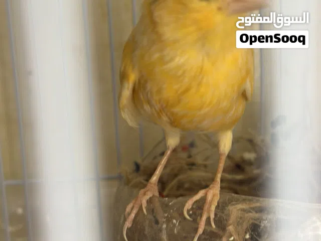 طيور كناري