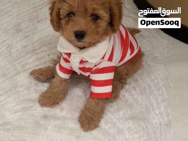 كلب توي بودل   Toy Poodle