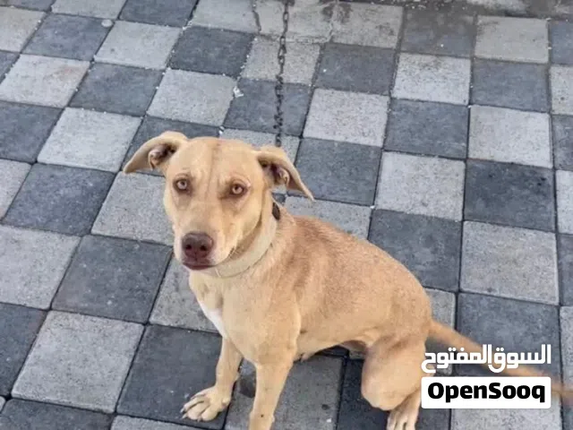 للبيع بشكل عاجل