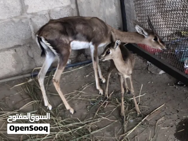 غزلان ذكر البيع