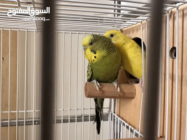 زوج بادجي ذكر هولندي
