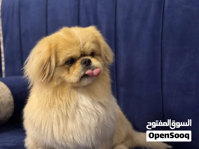 ذكر بيكنواه حاجه توب 1 رقم في الوصف