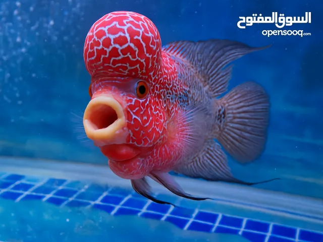 سمكة فلاورهورن بعمر سنة طول 25 سم وارتفاع 20 سم flowerhorn fish age 1 year length 20 cm ,