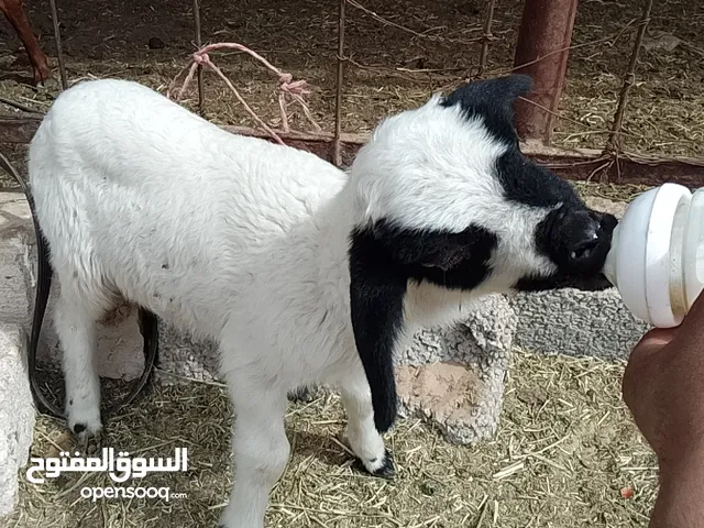فطيمه ناكوعه عمرها اكتر من شهر