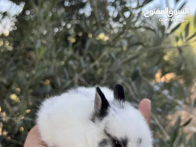الارنب المقزم الهولندي Dutch dwarf