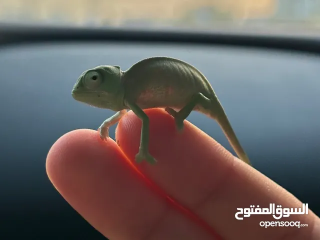 حرباء صغير/ baby chameleon