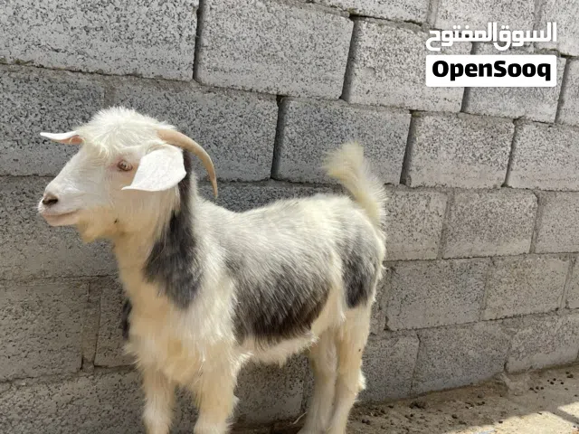 اغنام عمانيه للبيع