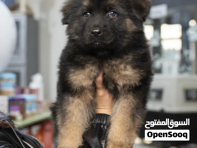 German shepherd