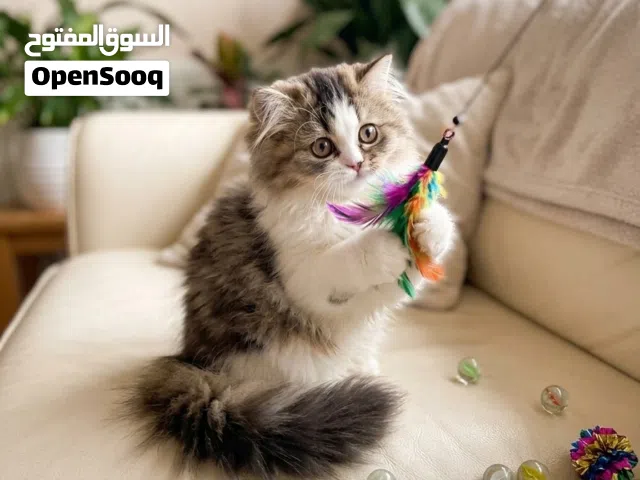 قطة صغيره للبيع  العمر  3 شهور  مو مطعمة نوعها ميكس هملايا اللون ابيض واسود