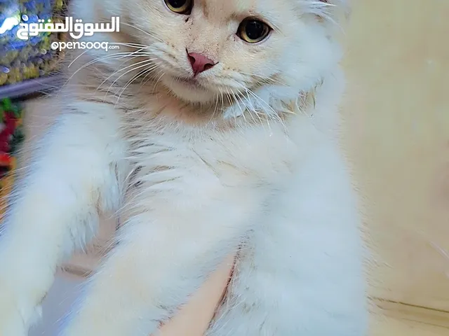 قطط زينة جميلة ولعوبة 3 نثايا وواحد ذكر ، بألوان جميلة وشعرهن جميل جدا ، ولطيفات يلعبن ومايستغربن