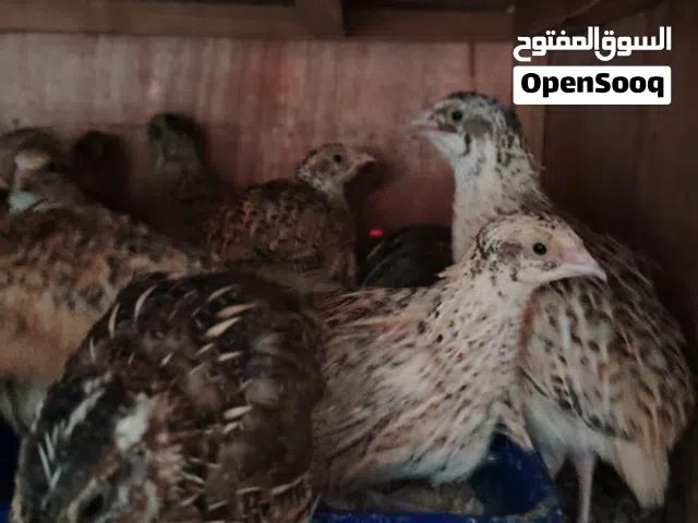 مطلوب دجاج سمان نثيته 4 حبات على دينار. كميه مطلوب