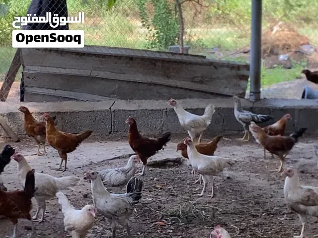 دياكه العمر 3 اشهر