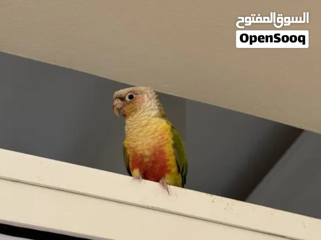 Pineapple Conure for Sale