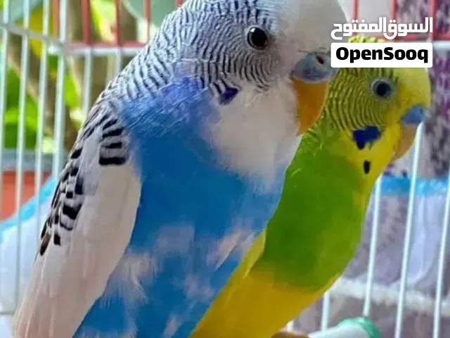 Cocktail and budgies for sale in low price