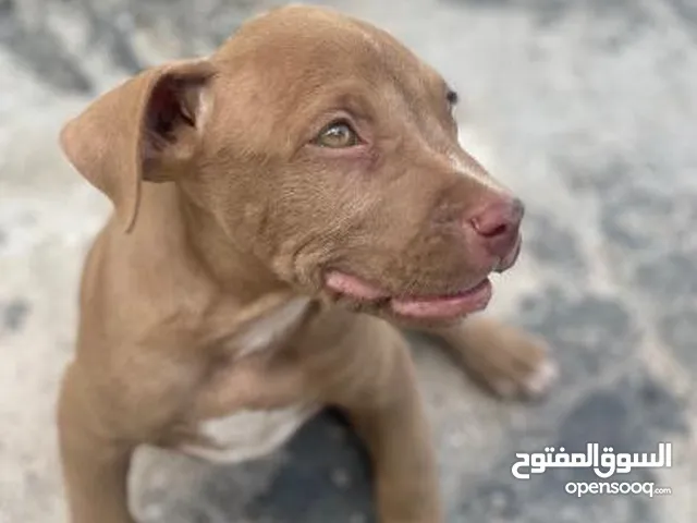 ذكر بيتبول العمر شهر ونص