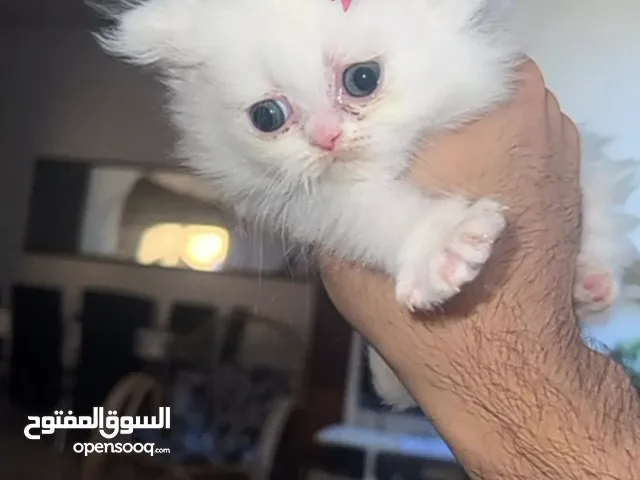كتن مكس هملايا وشيرازي بريطاني افطس