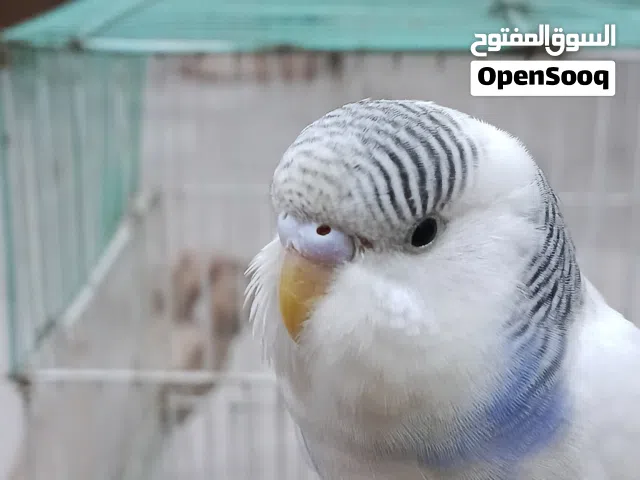 سلام عليكم  طير حب آليف صحه ونظافه يصعد عالايد جنح كامل مامكصوص تبزيري عنوان بصره جزيره السعر 15