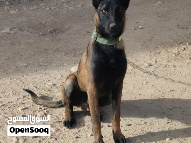 Malinois mâle Charbonnier