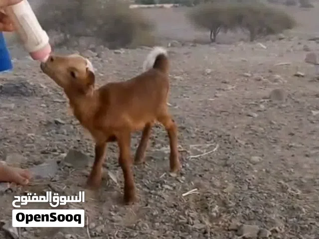 كبش للبيع سوداني