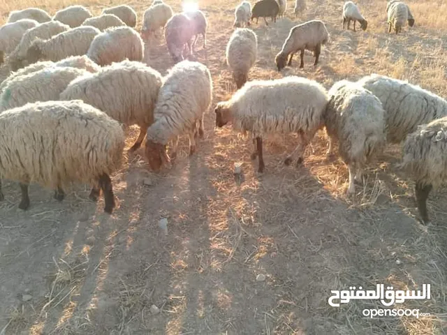 نفس الصور بلدي. حلال سراحه سن صغير  اي راس 135نقي بأيدك اضاحي وعقائق ومناسبات  اوزان20ل25 ذبح مجانا