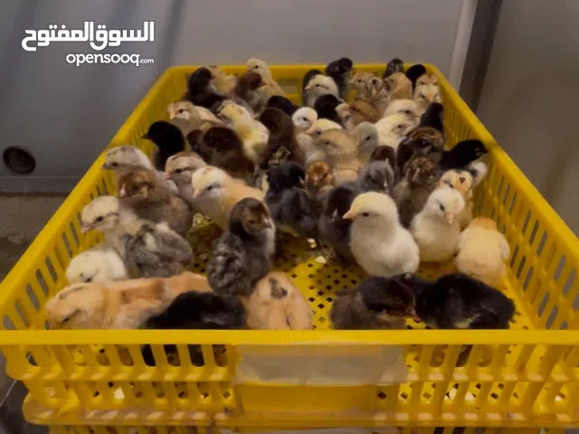 صيصان دجاج عربي بلدي مطعم!