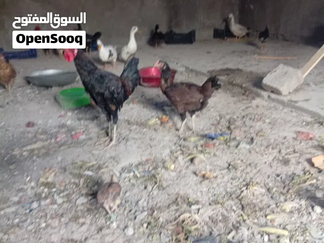 دجاجه وديج الدجاجه هنديه توهه والديج عربي خشنات حيل فول صحه الحلال مال جني