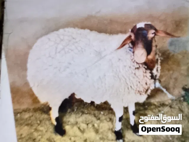 اغنام لبيع