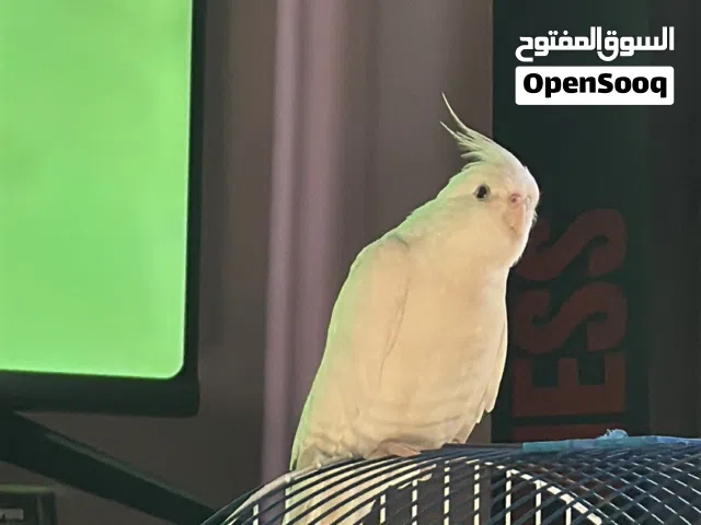 ببغاء كوكتيل البينو لون ابيض أليف جداً جداً جداً ولعوب
