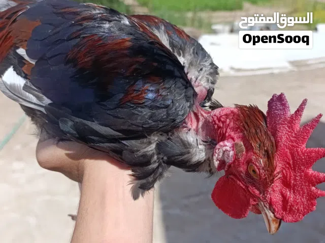 ديوجه ابو ركيبه اقره الوصف