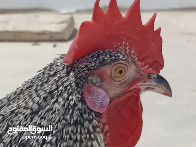 ديك مميز سلالة فخمة للبيع صحة ونظافة ما شاء اللّٰه اللهم بارك حجم مرتب وزرعة مميزة الله يبارك للشرا