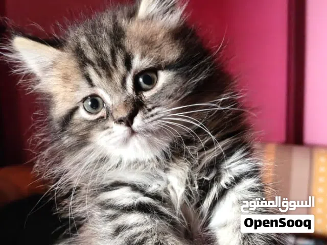 قط همالايه على منفيس ذكر