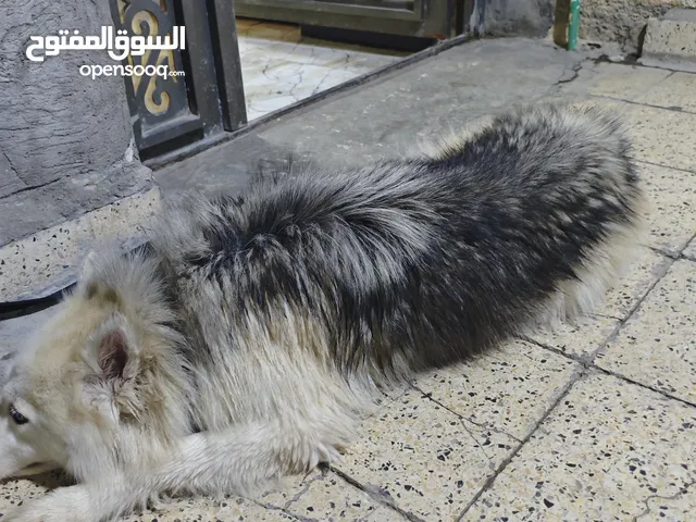 هاسكي للبيع فقط ضربه في العين من الولاده