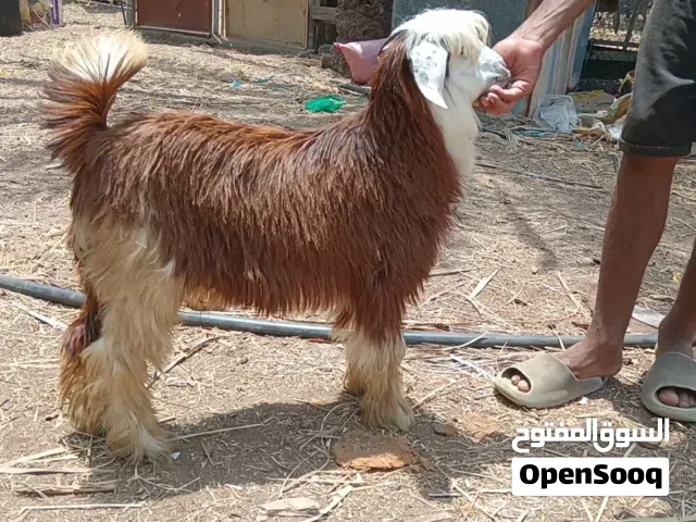 جدي من حلال رحوب الفاخر