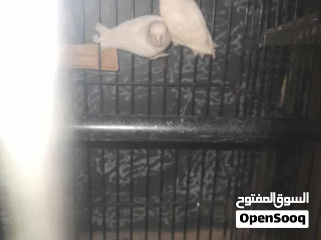 قفص بابغا وكوكتيل معاه واقفه وزوز وكلات قفص حجم كبير