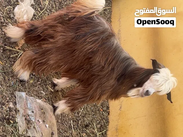 ببيع هوشتين الصغيره ب 100 و الكبيره ب 150ريال الباقي بل وصف