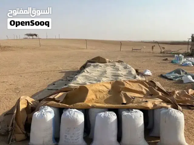 نخالة السمسم