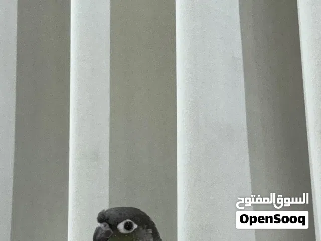 بابلو كنيور