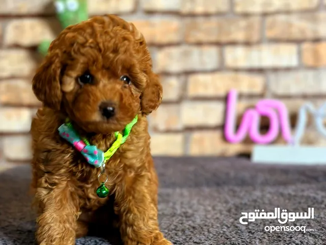 toy poodle T_cup now in Jordan  توي بودل تيكب بجميع الأوراق والثبوتيات والجواز والمايكرتشيب
