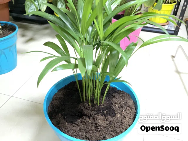 Healthy Lady Palm Indoor Plant in Pot  Home & Office Decor
