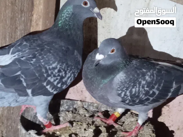 حمام زاجل زواجل