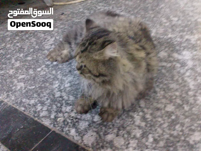 قط شيرازي البيع